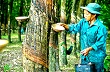 30 năm Cty TNHH MTV Cao Su Kon Tum: Dấu ấn lan tỏa